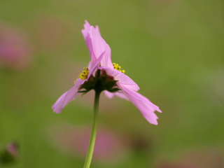 _A254182.jpg