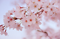 sakura.jpg