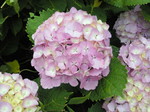 2010061211550001.jpg