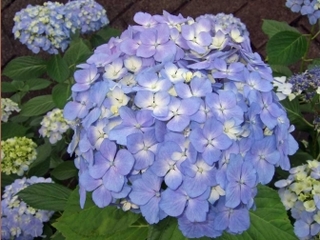 yodaraji-ajisai.jpg